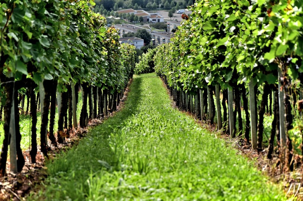Winespiritstore-3