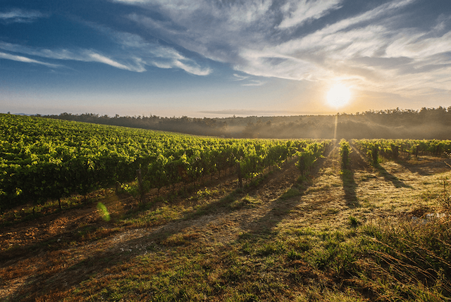 kunság-wine-region