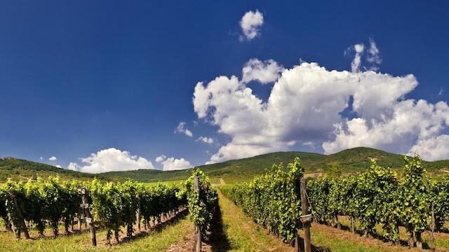 tokaj-wine-region